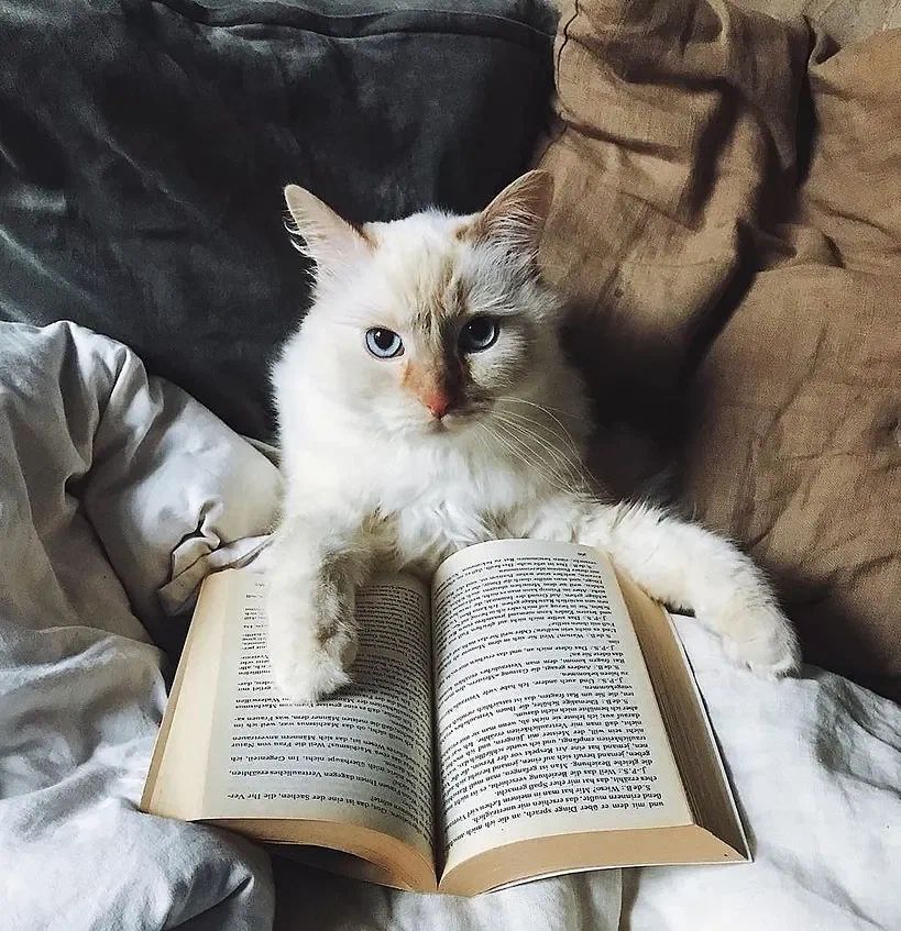 «Изображение к посту “Пример успеха в литературе”»