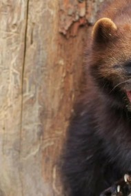 Мансуров Андрей читать онлайн Легенды старой Риги.