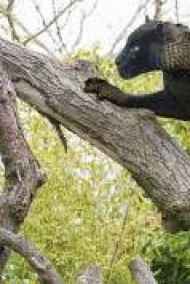 Имя не указано читать онлайн Укрощение орды.. Книга 1. Оруженосцы