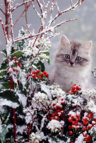 Постников Юрий читать онлайн Зимний Котёнок
