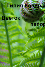 Цветок папоротника Лилия Кондрашкина