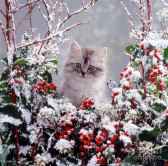 Зимний Котёнок Постников Юрий