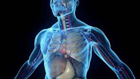 Биоинтроскопия внутренних органов