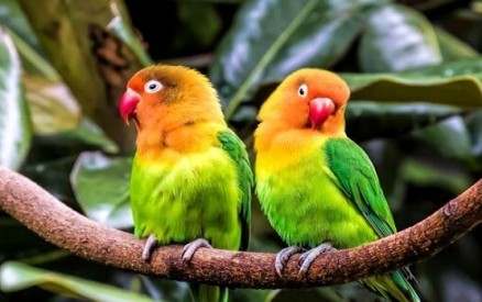 Красноклювые попугаи-неразлучники
