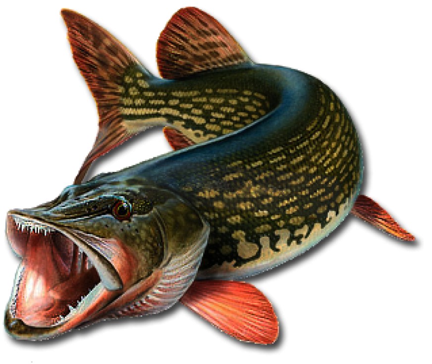 Дмитрий Егоров