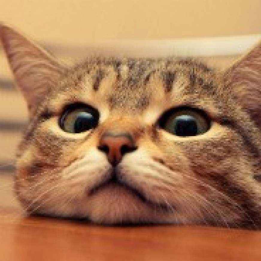 Татьяна Тихомирова