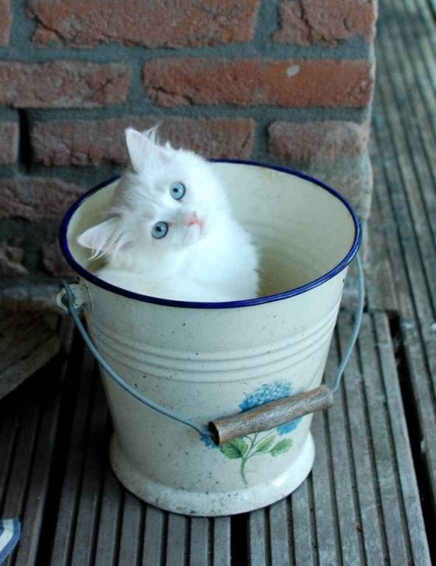 Кот в ведре