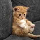 Алина Ермолова